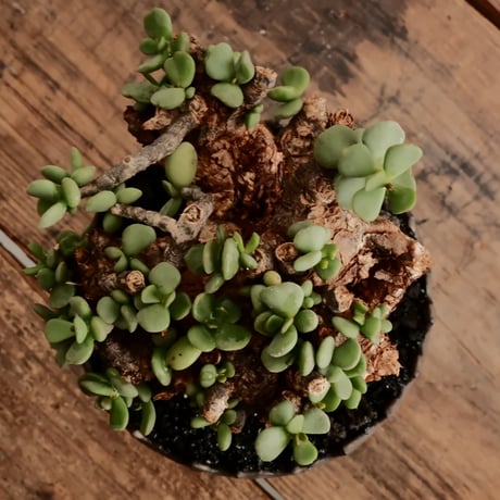 ケラリア ピグマエア［No.96］  ×   根本峻吾 作 S.N POT type.round「 鐡 - 黒焔 - 」4号 植木鉢 笠間焼