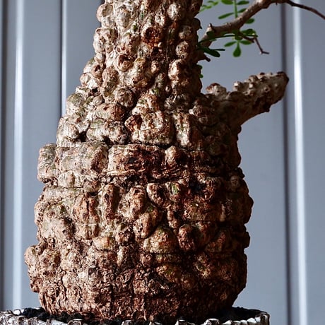 オペルクリカリア パキプス φ 11cm［No.05］  × 根本峻吾 作 S.N POT type.cylinder「 月光ノ爪牙」4.5号 植木鉢 笠間焼