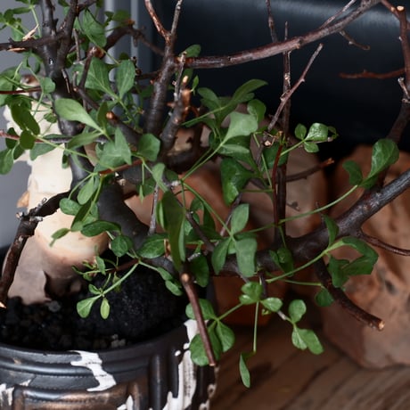 コミフォラ カタフ ピュア ソマリア産［No.13］  × 根本峻吾 作品【 S.N POT type.round 「鐵 / 堕天 ver. 」5号 】 笠間焼 植木鉢