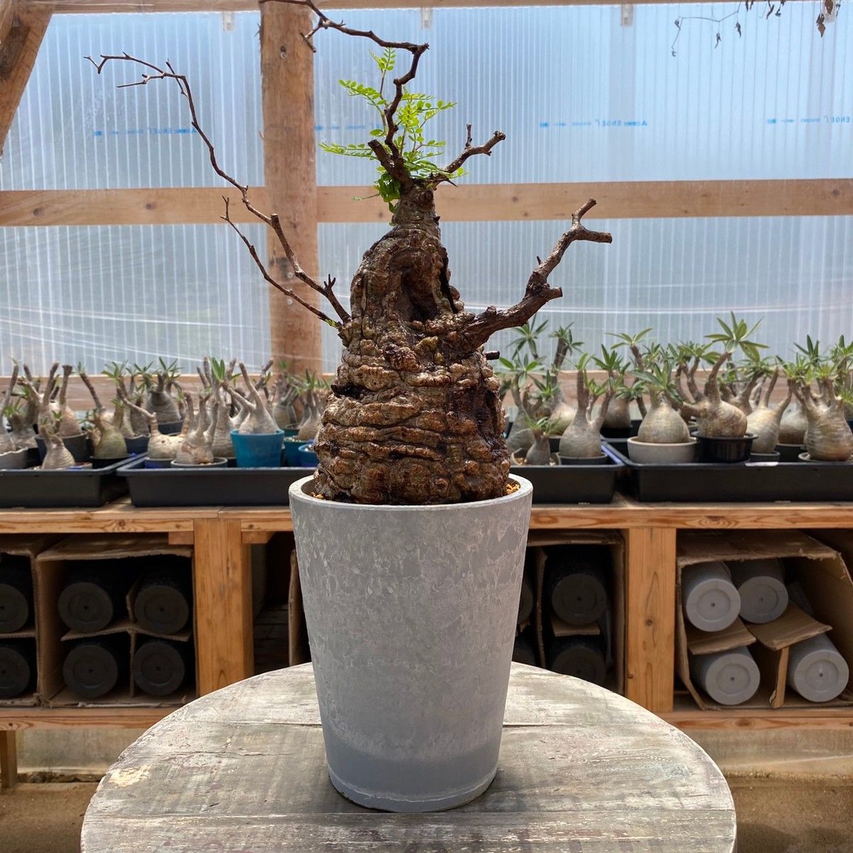 インボイス発行可 オペルクリカリア パキプス 幹幅12㎝ 発根済み インボイス発行可 オペルクリカリア パキプス 幹幅12㎝ 発根済み