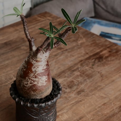 発根済 グラキリス  - 象牙宮 - size M［No.232］  ×  與那嶺大輔 作 「琉球唐草」4号 植木鉢