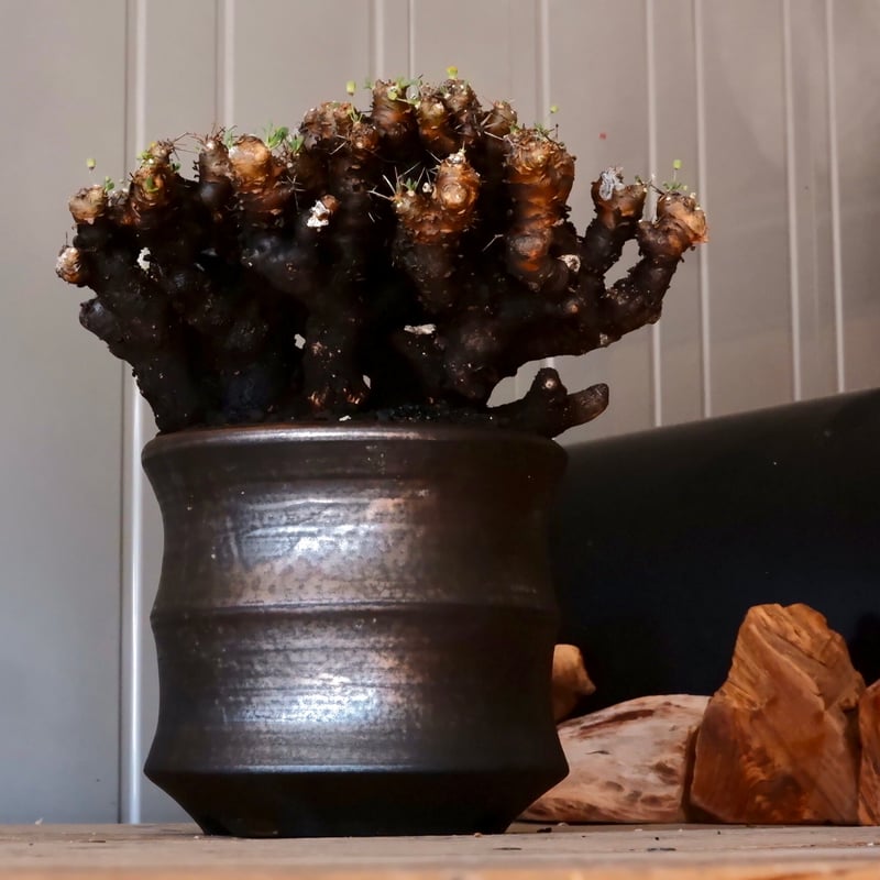 大株 】オトンナ ユーフォルビオイデス ［No.87］ × 松野然【 ZEN 】 5