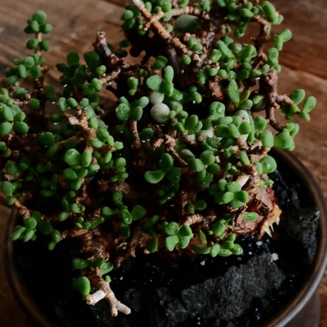 ケラリア ピグマエア 発根済［No.20］  × 松野 然 作 「ZEN」 4号 植木鉢