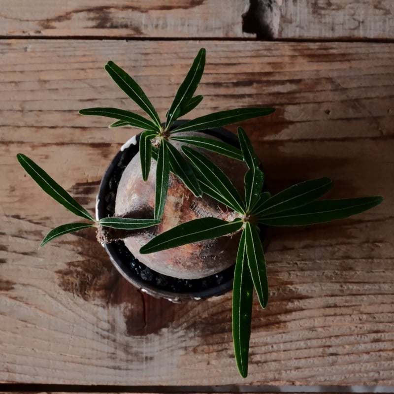 グラキリス現地球　根本峻吾鉢付き グラキリス φ10cm - 象牙宮- ［No.81］ × 根本峻吾 作 S.N POT