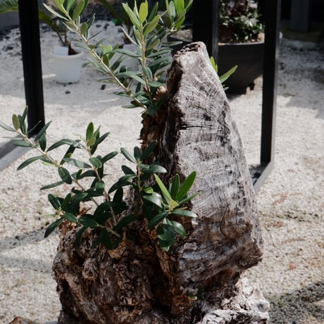 Old Olive 古木オリーブ［No.17］× 12号皿鉢 (φ36cm)
