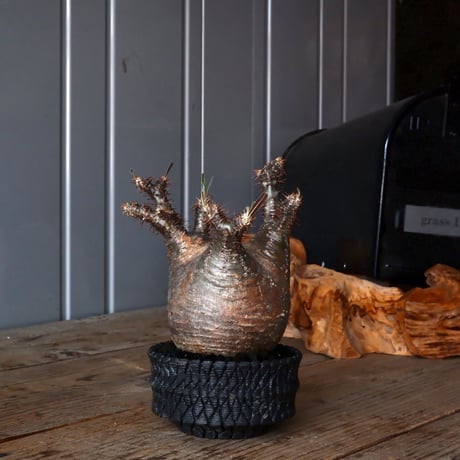 CATEGORY 沖誠 作 植木鉢 | Botanical Holic