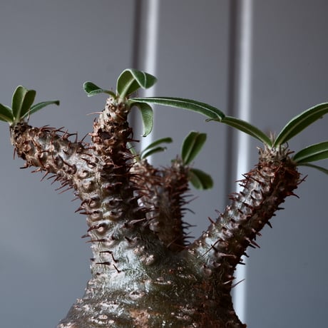 グラキリス φ8.5cm - 象牙宮-［No.02］× 根本峻吾 作 S.N POT type.round「 爪牙 -堕天黒- 」3.5号鉢 笠間焼