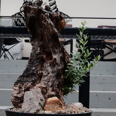 Old Olive 古木オリーブ［No.03］× 10号浅鉢(φ30cm)