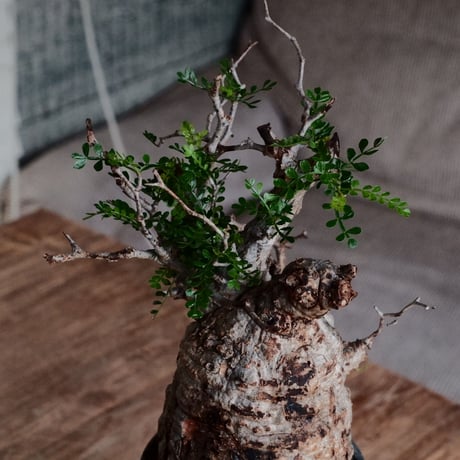 オペルクリカリア パキプス φ10cm［No.22］  ×  根本峻吾 作 S.N POT type.tall「 鐡 - kurogane - 」4号 植木鉢 笠間焼