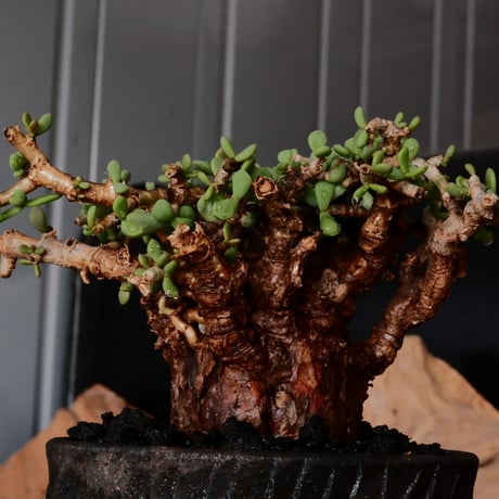 ケラリア ピグマエア［No.77］  × 沼野秀章 作品【  Black Wrap 】3号 植木鉢 笠間焼