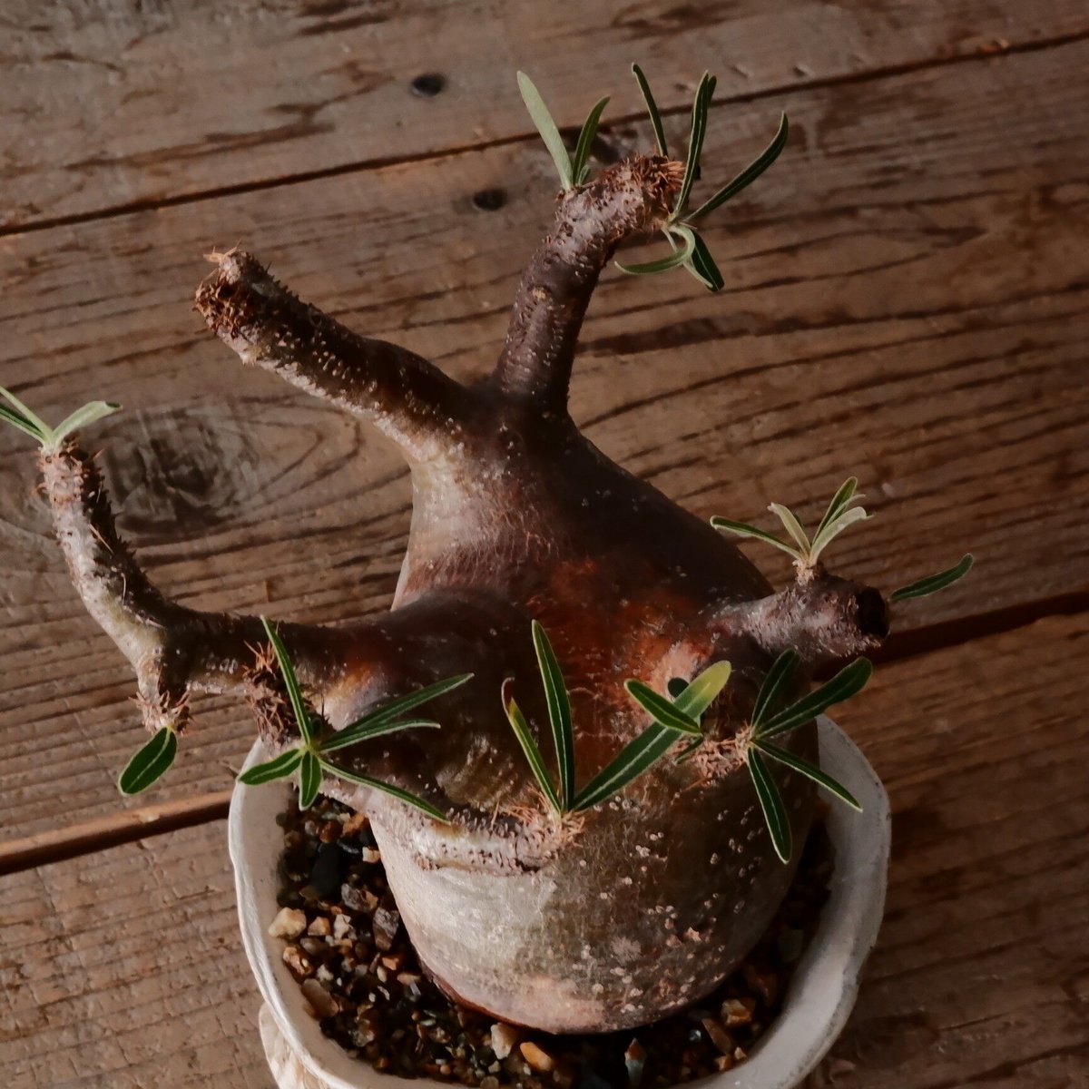 グラキリス S - 象牙宮 -［No.212］ × 沼野秀章 作「 刻ム音 」3.5号