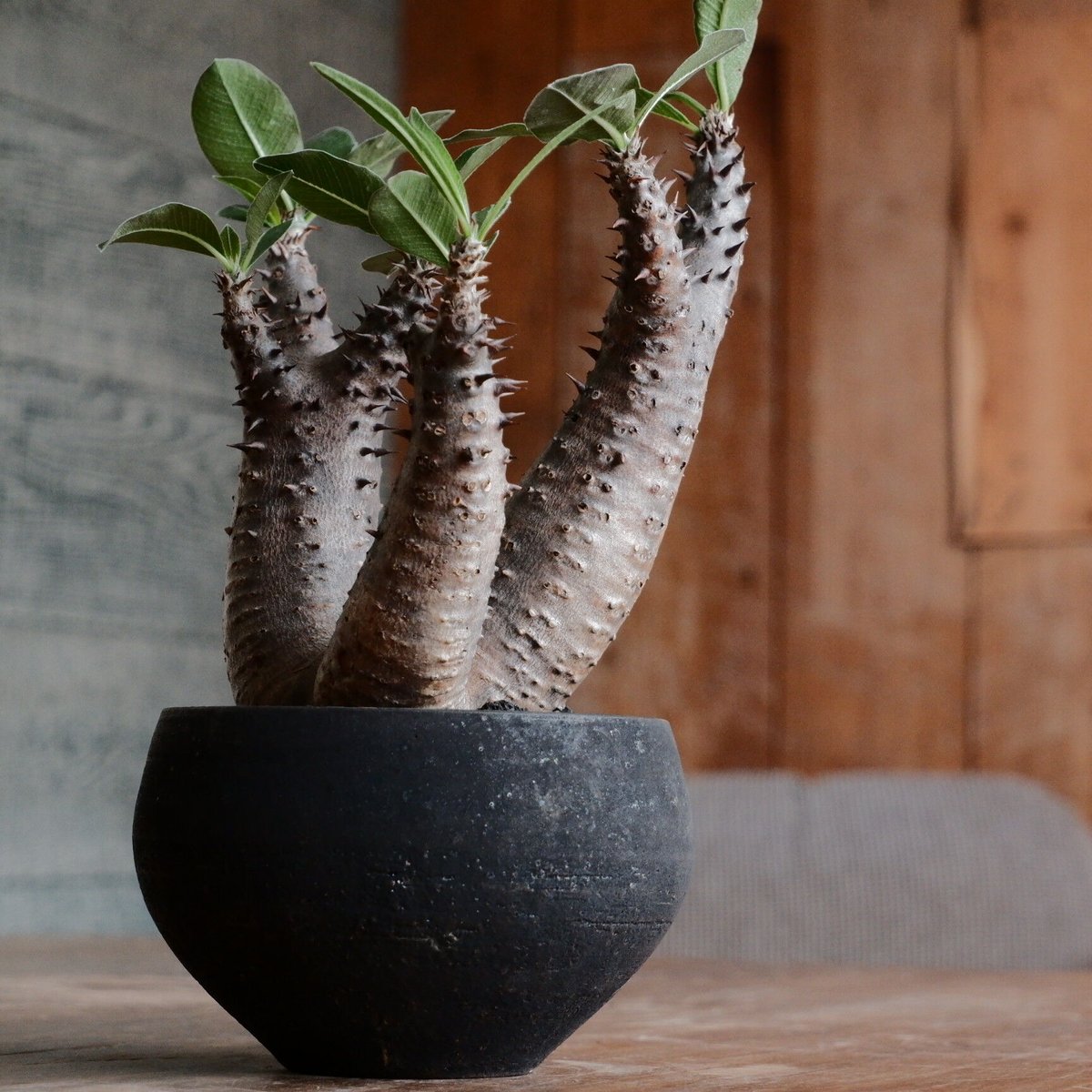 ゆーマカイエンセ 大 現地球 魔界玉 パキポディウム：マカイエンセ （魔界玉）4号23-01 の通販