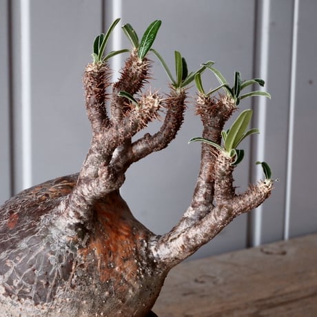 グラキリス φ10cm - 象牙宮 - ［No.51］  ×   沼野秀章 作「 black wrap 」3号 植木鉢 笠間焼