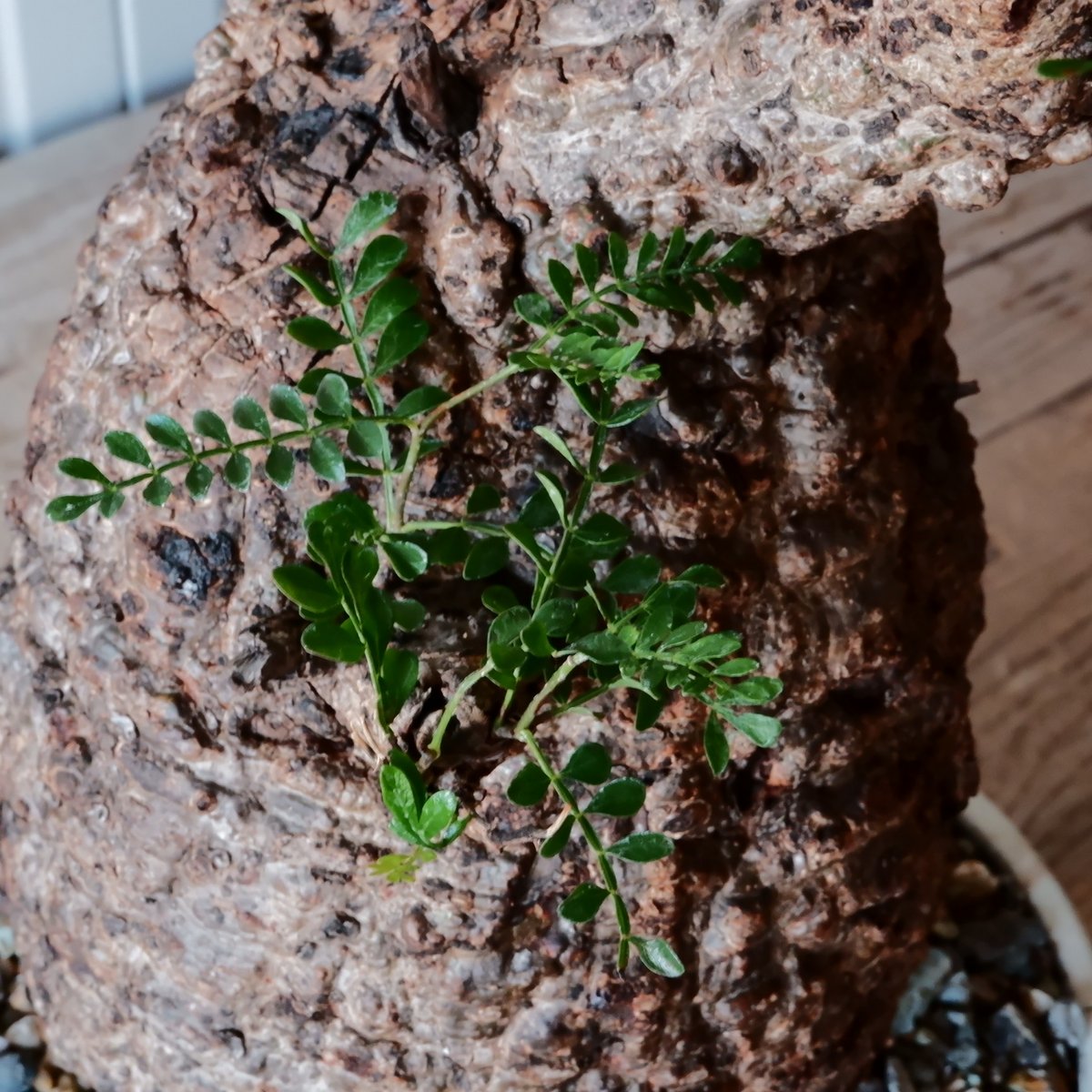 オペルクリカリア　パキプス　特大株 大株 オペルクリカリア パキプス φ 15cm［No.44］ × 根本峻吾 作