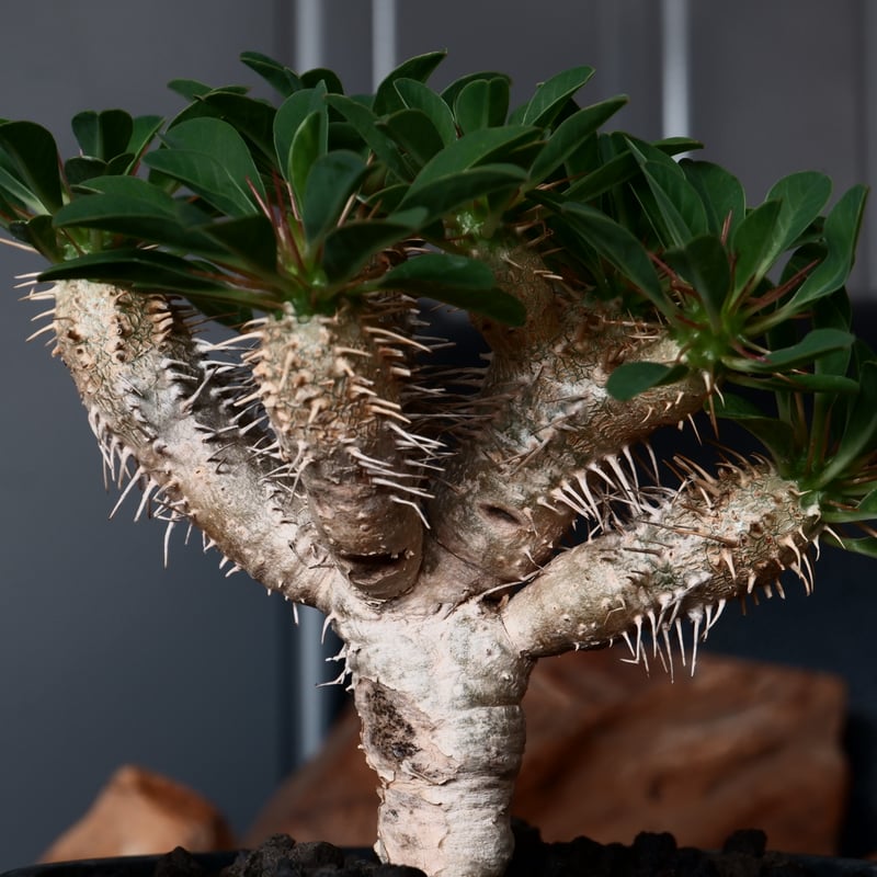 ユーフォルビア ギラウミニアナ 輸入株［No.40］ 4号鉢 | Botanical Holic