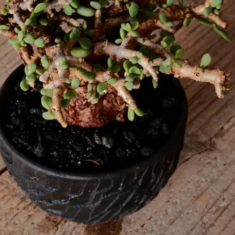 ケラリア ピグマエア［No.77］  × 沼野秀章 作品【  Black Wrap 】3号 植木鉢 笠間焼