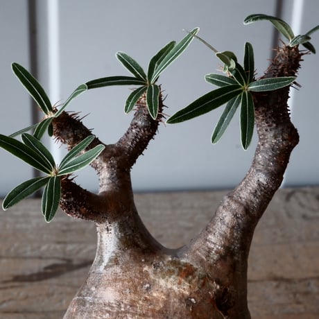 グラキリス φ8.5cm - 象牙宮-［No.54］× 森田昌求 作【 CLAW - BORDER - 】4号 植木鉢 笠間焼
