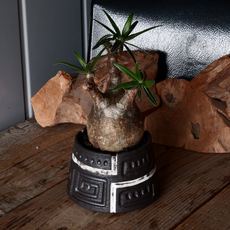 グラキリス　現地球　根本峻吾⁡鉢付き　美株　発根済み　長期管理株　大株 グラキリス φ8cm - 象牙宮 - ［No.31］ × 根本峻吾 作品【 S.N PO