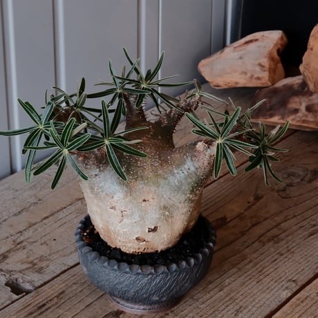 グラキリス φ12cm - 象牙宮 -［No.57］  ×    與那嶺大輔 作 「琉球飛鉋」4号 植木鉢