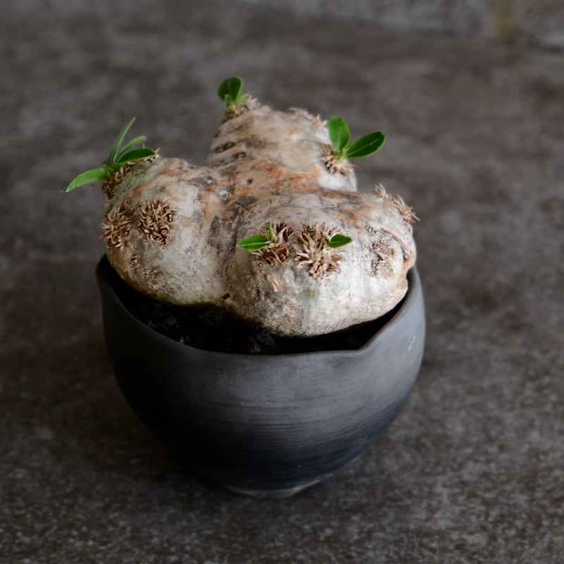 【ブレビカウレ】塊根！良型　恵比寿笑い SRL Neighborhood ブレビカウレ】塊根！良型 恵比寿笑い SRL Neighborhood