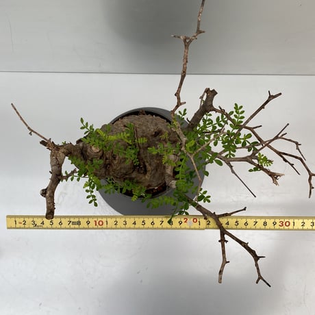 発根済 現地株 オペルクリカリア パキプス P03 × 笠間焼 〝燻し銀  闇月 煙突鉢〟