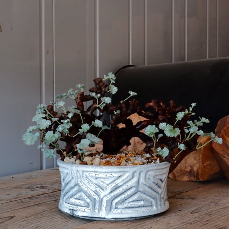 CATEGORY ペラルゴニウム - Pelargonium - | Botanical Holic CATEGORY ペラルゴニウム - Pelargonium - | Botanical Holic