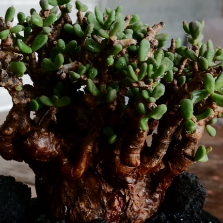 ケラリア ピグマエア 発根済［No.15］  ×   沼野秀章 作「 black wrap 」4号 植木鉢 笠間焼