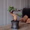 コミフォラ カタフ ピュア［No.02］  × 杉山悠 作 φ10.5cm 植木鉢 笠間焼