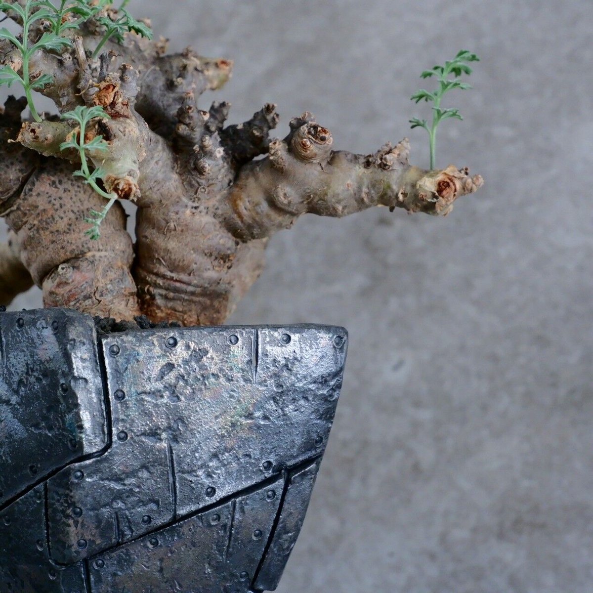 ペラルゴニウム パラビフローラム No.22 × Rivet - 銀彩 - 五角 4号鉢［