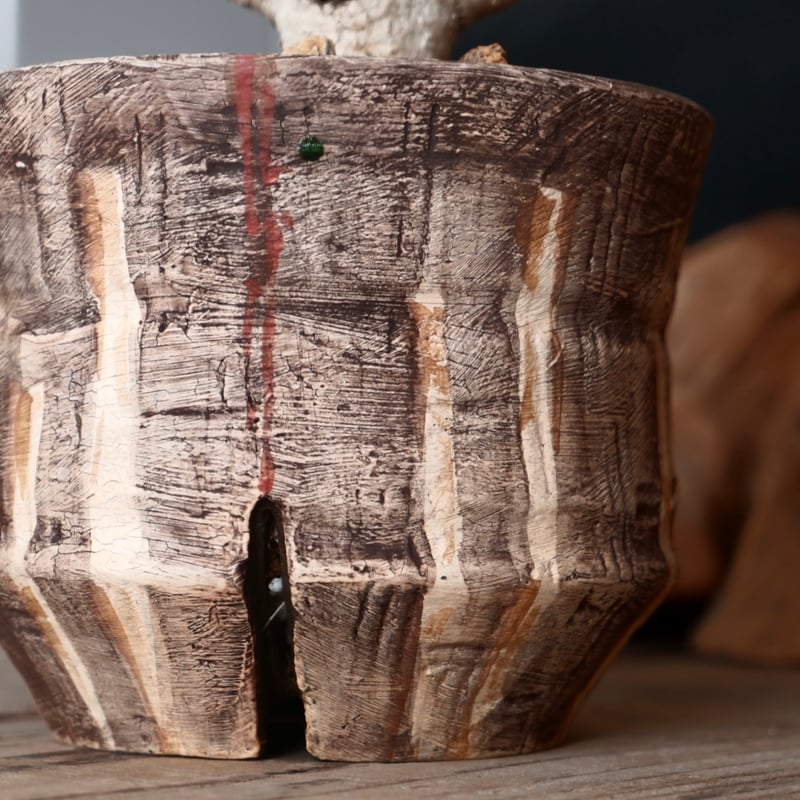 中株 ユーフォルビア ギラウミニアナ 輸入株［No.23］ × 沼野秀章 作品