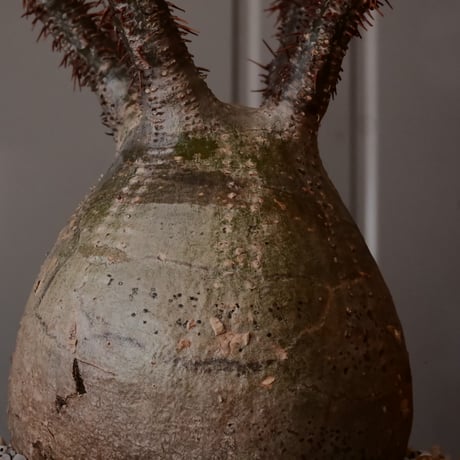 【 φ8.5cm 】グラキリス - 象牙宮 - ［No.244］  × 中野明彦 作 「 KIRIKO」4号 植木鉢 笠間焼