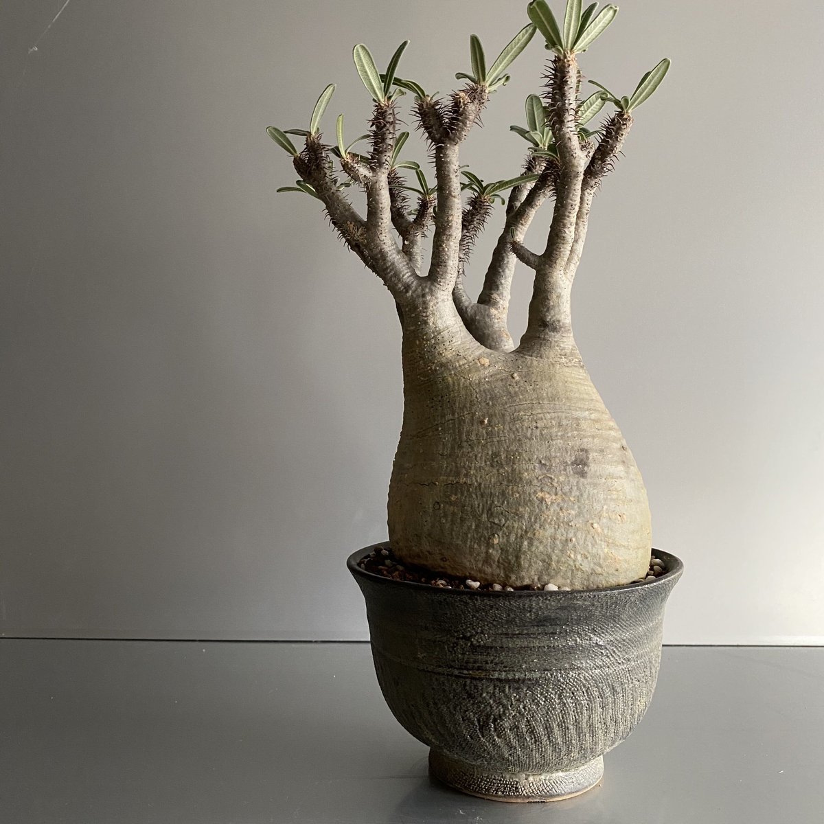 てつ様　グラキリス Gracilius M グラキリス 中〜大サイズ - C76 | Botanical Holic