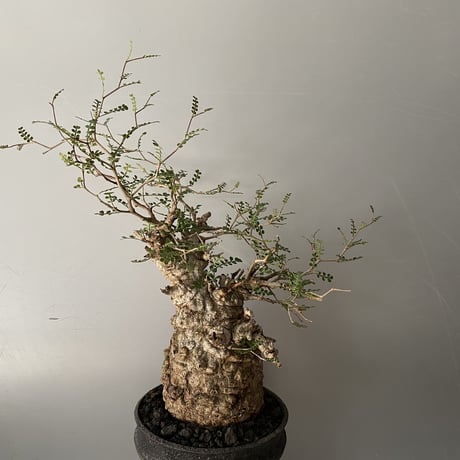 発根済 オペルクリカリア パキプス P-48  ×【作家 小野瀬 一 】"shinogi" 5.5号 植木鉢