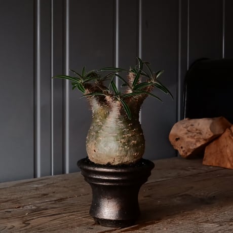 やちむん　植木鉢　サイズ大 CATEGORY 與那嶺大輔 植木鉢作品 やちむん | 陶賊 -TOUZOKU- bonsai