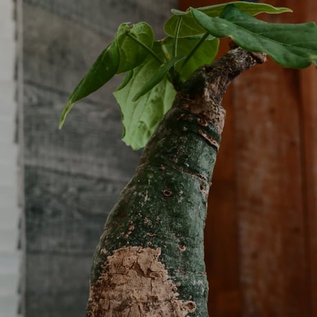 アデニア クリスタルグリーン［No.57］  ×   根本峻吾 作 S.N POT type.cylinder「 刻印  - kokuin - 」3号 植木鉢 笠間焼