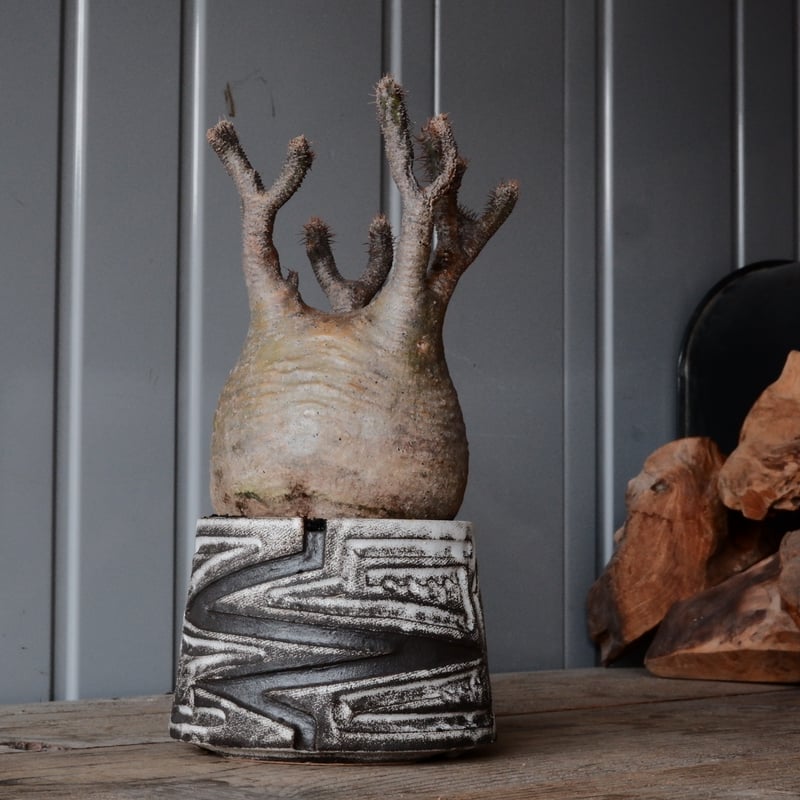 グラキリス φ10cm - 象牙宮- ［No.81］ × 根本峻吾 作 S.N POT