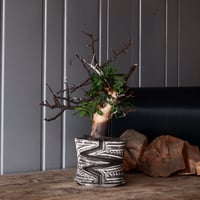 パキポディウム ブレビカリックス 輸入株 発根済［No.7］ × 根本峻吾