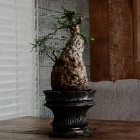 オペルクリカリア パキプス φ11.5cm［No.3］  ×   小野瀬一 作品  4.5号鉢