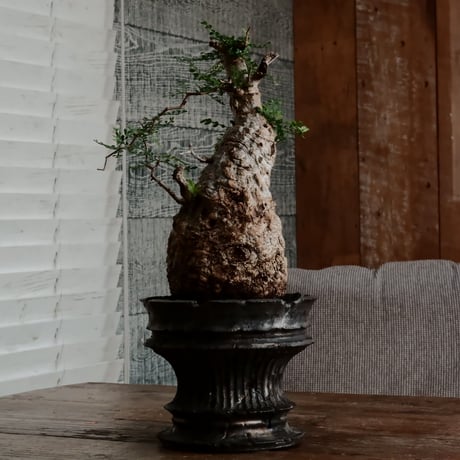 CATEGORY 小野瀬一 作 植木鉢 | Botanical Holic CATEGORY 小野瀬一 作 植木鉢 | Botanical Holic