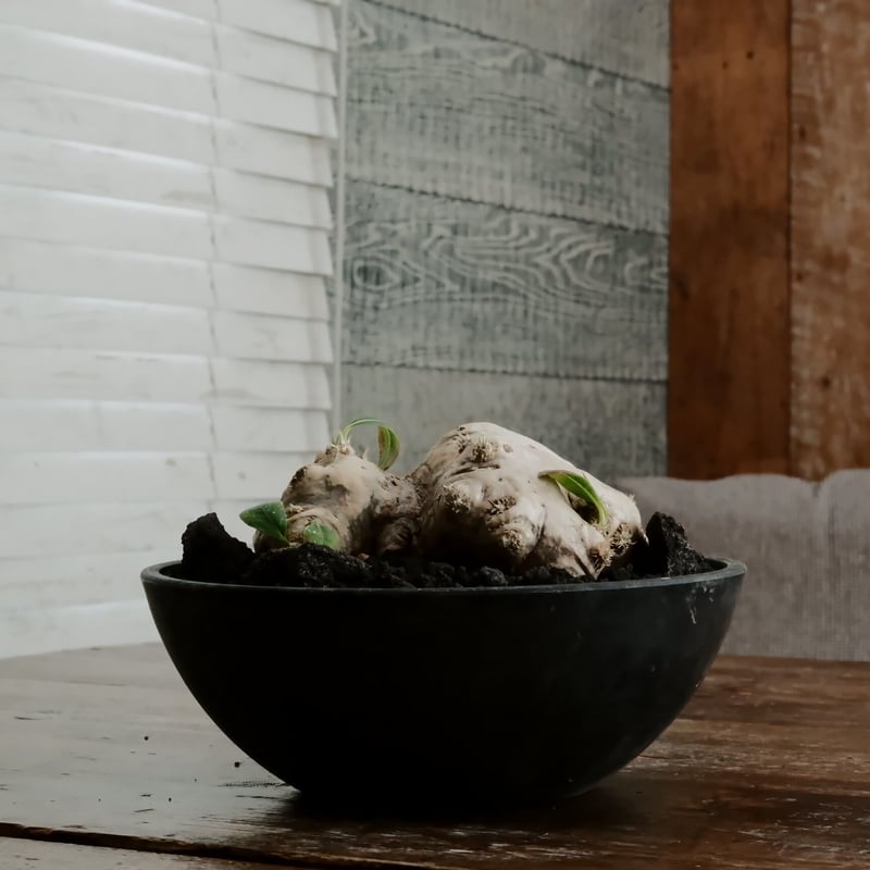 ブレビカウレ L - 恵比寿笑 -［No.67］ × 6号 浅鉢 | Botanical