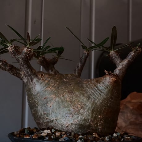 グラキリス φ10cm - 象牙宮 -［No.24］  ×   森田昌求 作 「 CLAW / L 」 5号 植木鉢 笠間焼