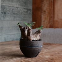 マカイエンセ  - 魔界玉 - size S［No.105］  ×  沼野秀章 作 「black & blue」3号  植木鉢