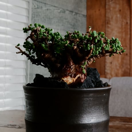ケラリア ピグマエア 発根済［No.20］  × 松野 然 作 「ZEN」 4号 植木鉢
