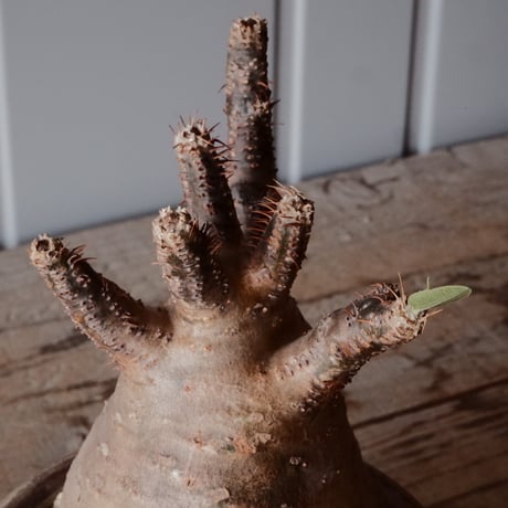 グラキリス φ8.5cm - 象牙宮 -［No.69］  ×   沼野秀章 作「 刻ム音 」3.5号 植木鉢 笠間焼