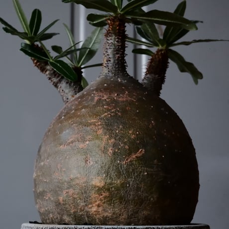 グラキリス φ10cm  - 象牙宮- ［No.35］  ×   根本峻吾 作 S.N POT type.cylinder「 月光ノ鐵」3.5号 植木鉢 笠間焼