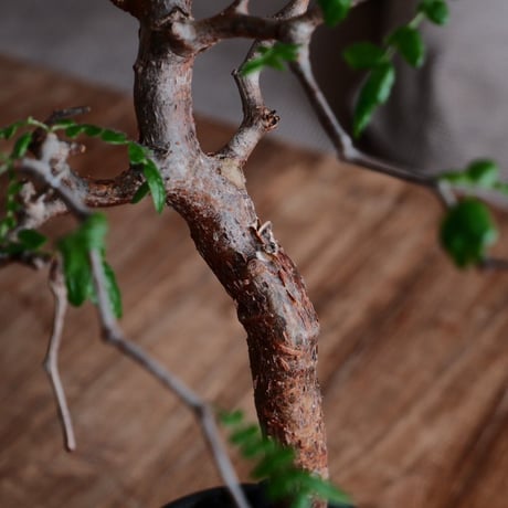コミフォラ モンストローサ［No.24］  ×  磯部祐介 作「 瓦 - kawara - 闇堕ち tall ver.」3号 植木鉢 笠間焼