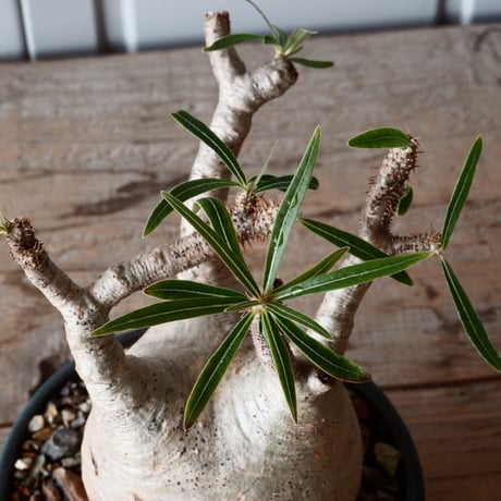 グラキリス φ8.5cm - 象牙宮-［No.56］× 森田昌求 作【 CLAW - BORDER - 】4号 植木鉢 笠間焼