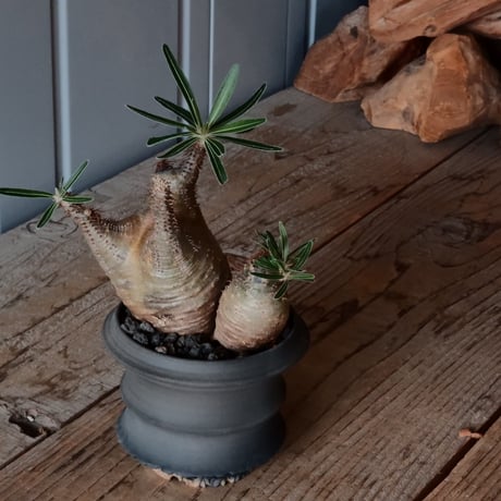 磯部祐介/夢風組 厳選大鉢四点セット 検)カタチ製作所 バリエム 作家鉢 磯部祐介/夢風組 厳選大鉢四点セット 検)カタチ製作所 バリエム 作家