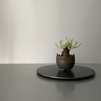 発根済  チレコドン ペアルソニー PE-01 × S.N.Pot "丸"- crown - 2号鉢 ［作家  "根本峻吾"］