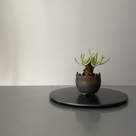 CATEGORY チレコドン - Tylecodon - | Botanical Holic